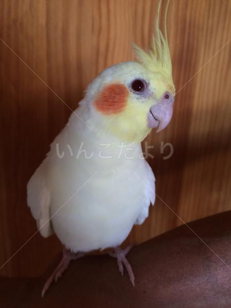 コメントの画像