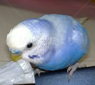 コメントの画像