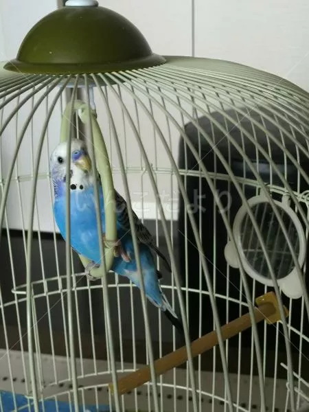 コメントの画像