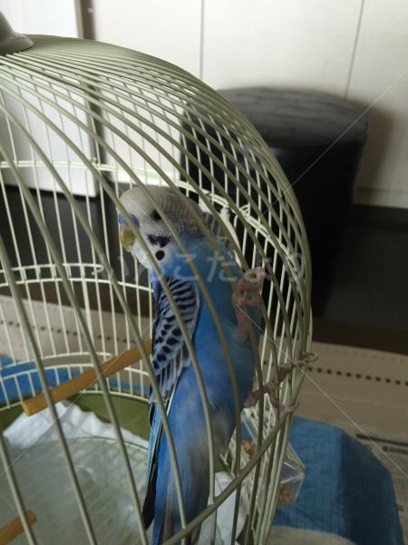 コメントの画像