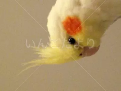 コメントの画像