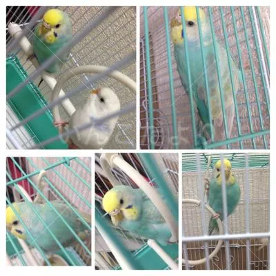 コメントの画像