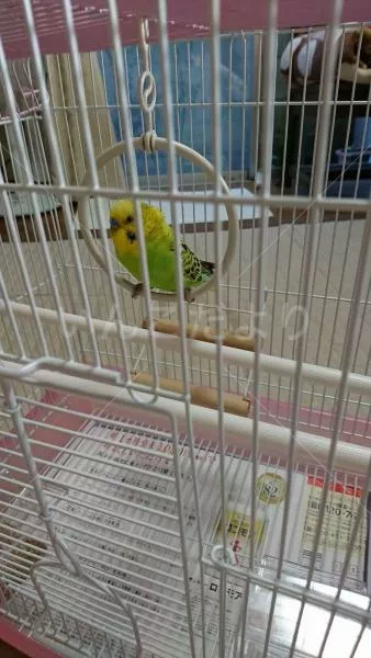 コメントの画像