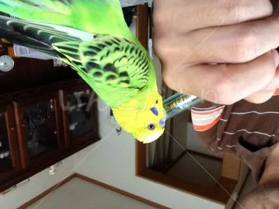 コメントの画像