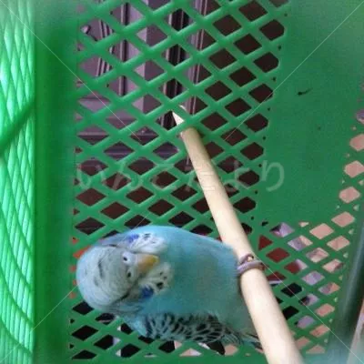 コメントの画像