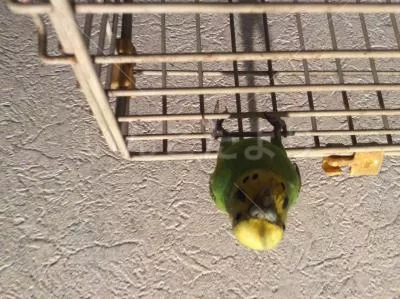 コメントの画像