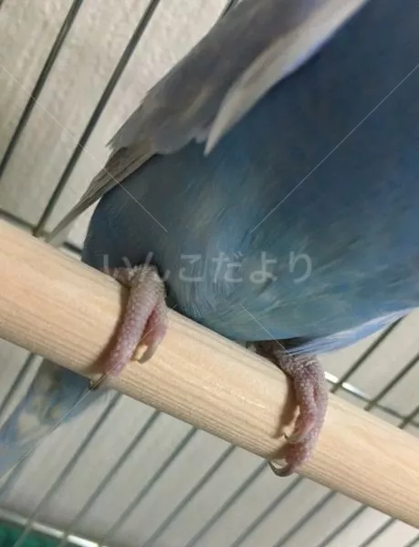 コメントの画像