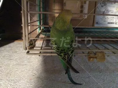 コメントの画像