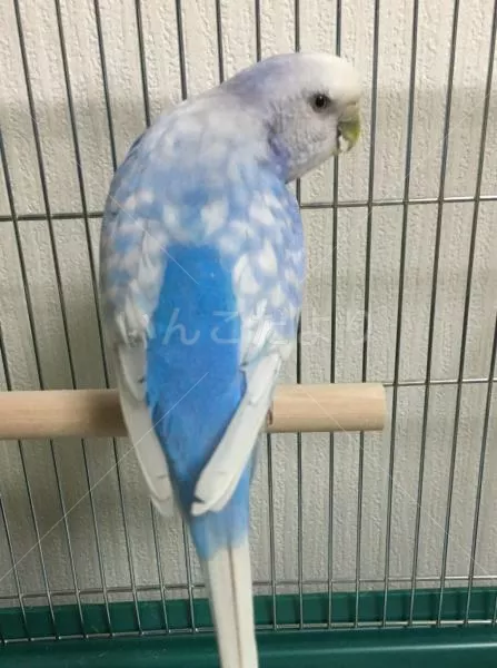 コメントの画像