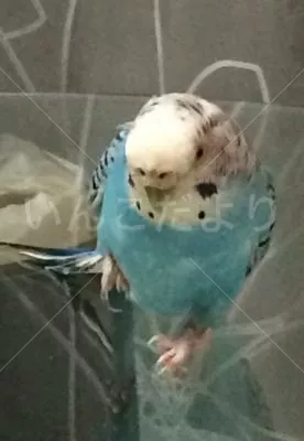 コメントの画像