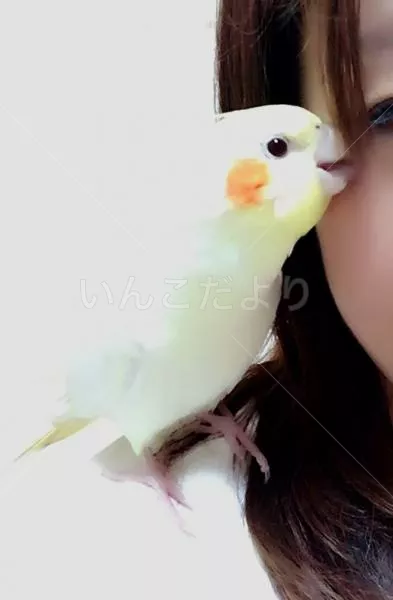 コメントの画像