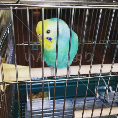 コメントの画像