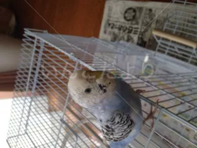 コメントの画像