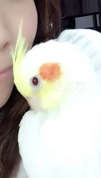 コメントの画像