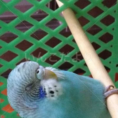 コメントの画像