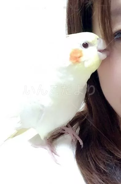 コメントの画像