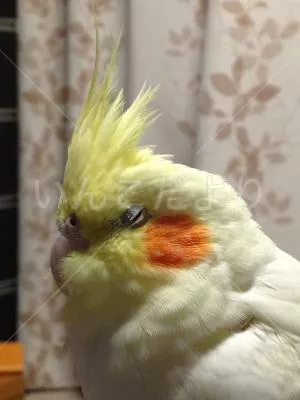 コメントの画像