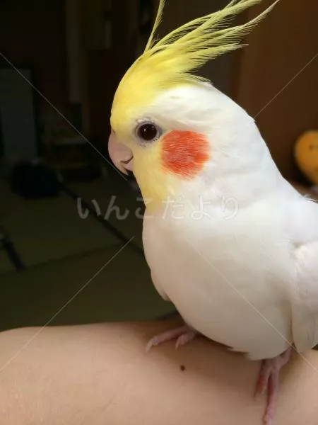 コメントの画像