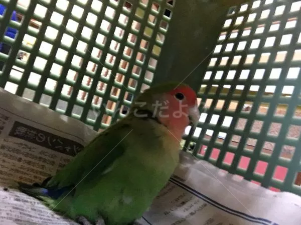 コメントの画像