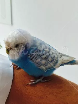 コメントの画像