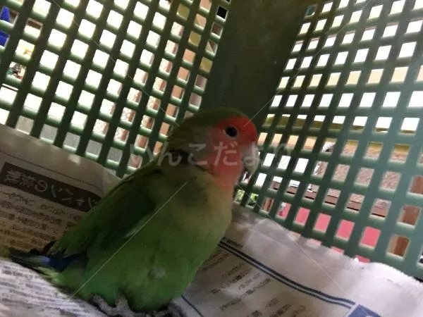 コメントの画像