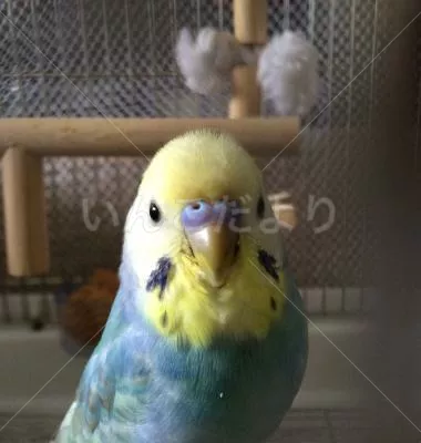 コメントの画像