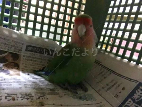 コメントの画像