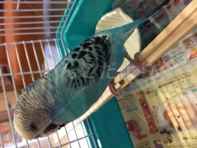 コメントの画像