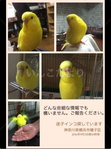 コメントの画像