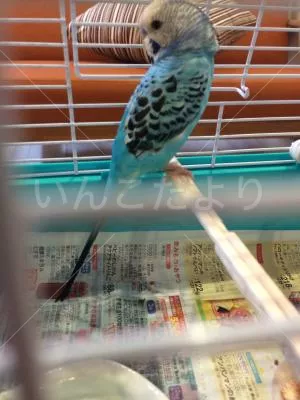 コメントの画像