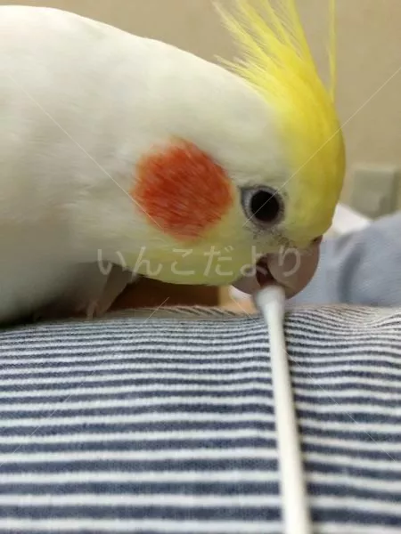 コメントの画像