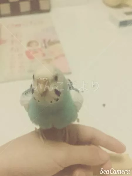 コメントの画像