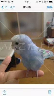 コメントの画像