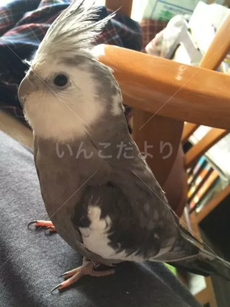 コメントの画像