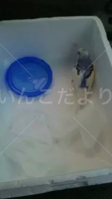 コメントの画像