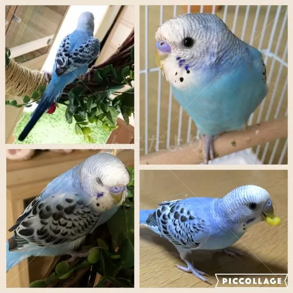 コメントの画像