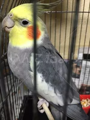 コメントの画像