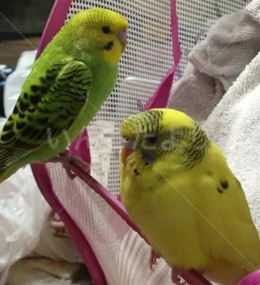 コメントの画像