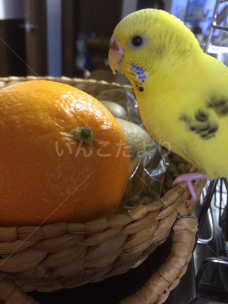 コメントの画像