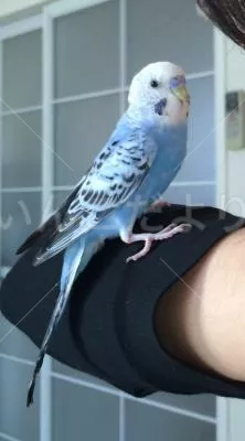 コメントの画像