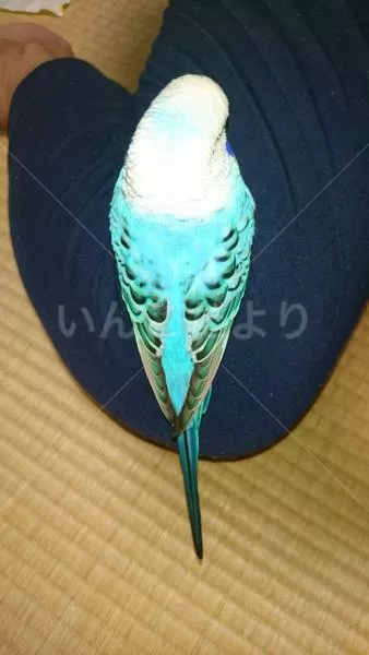 コメントの画像