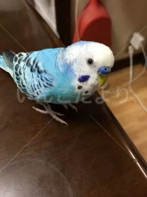 コメントの画像