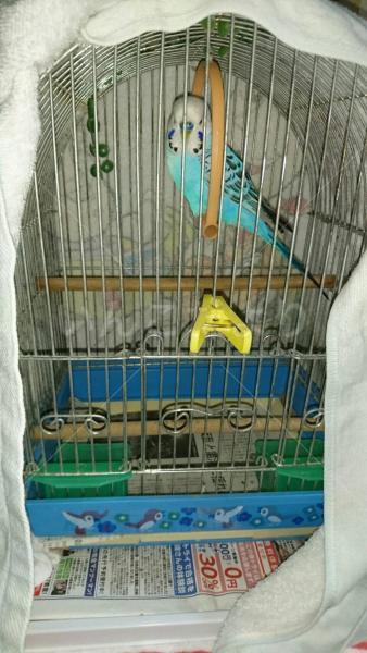コメントの画像