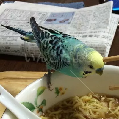 コメントの画像