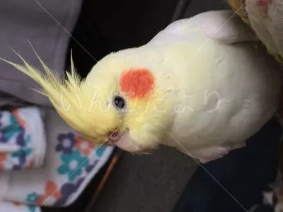 コメントの画像