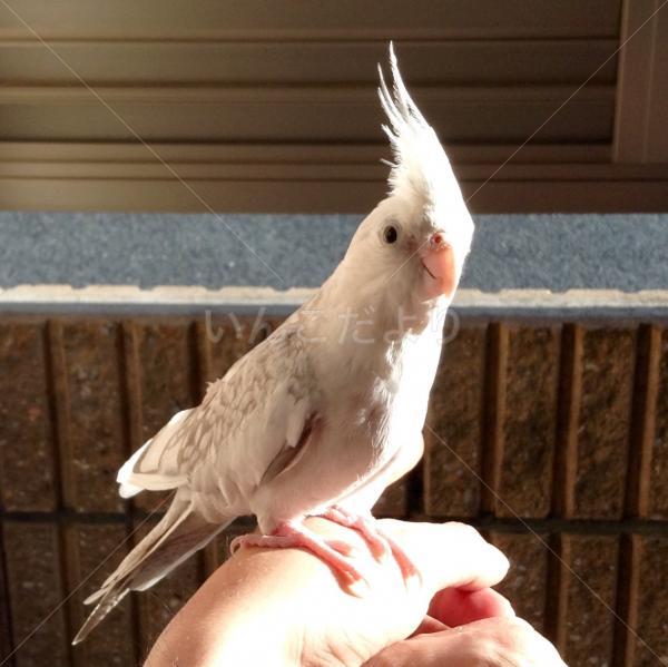 コメントの画像