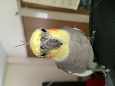 コメントの画像