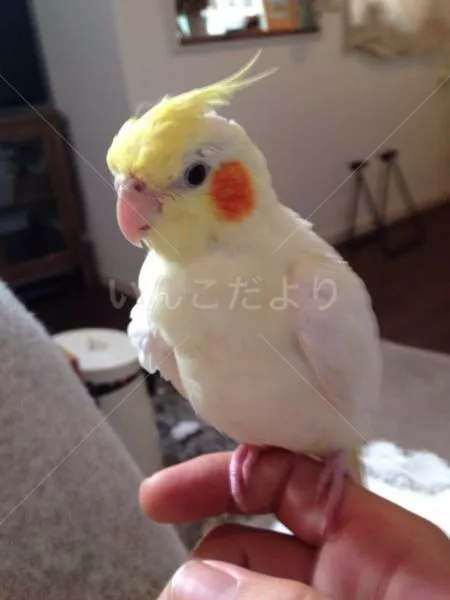 コメントの画像