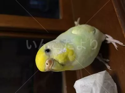 コメントの画像