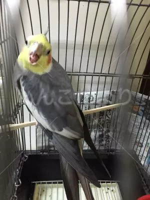 コメントの画像